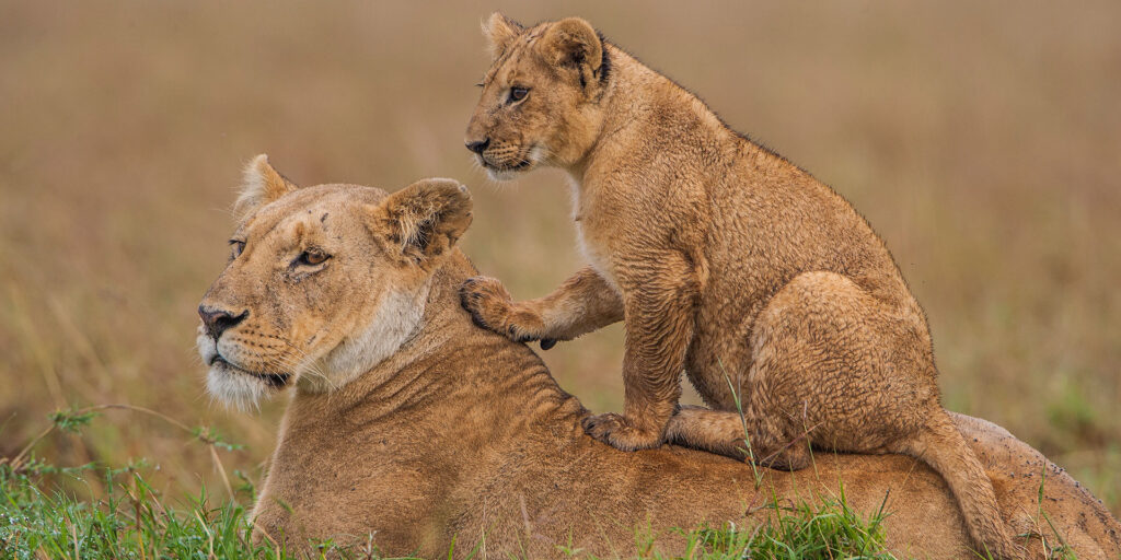 6 Days Lake Baringo – Maasai Mara & Lake Nakuru