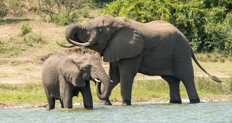 3 Days Murchison Falls & Rhino Tracking Safari