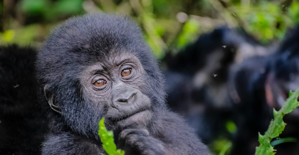 3 Days Uganda Gorilla Trekking Safari