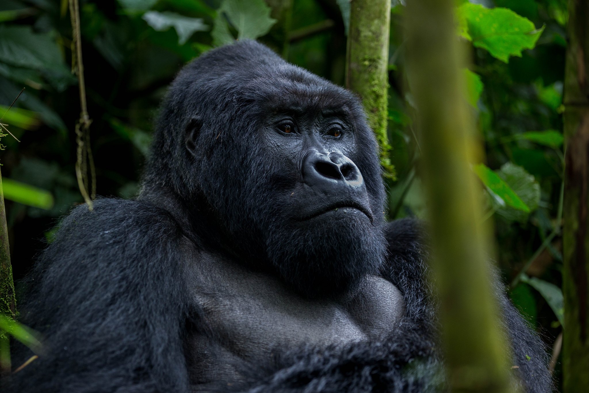 8 Days Uganda primates and wildlife safari