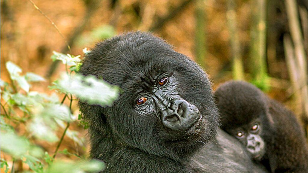 3 Days Uganda Gorilla Flying Safari