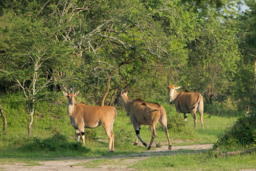 3 Days Lake Mburo National Park Wildlife Tour