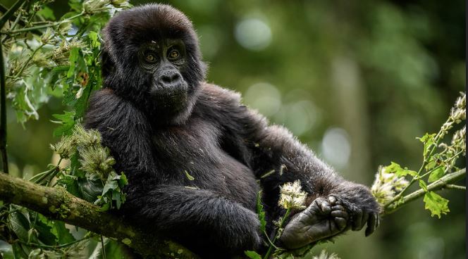 5 Days Double Gorilla Trekking Safari to Rwanda – Uganda