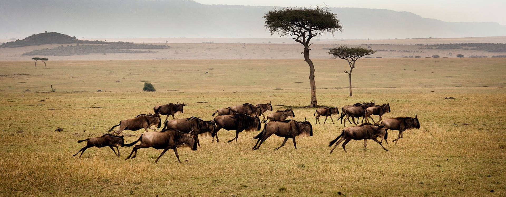 4 Days Serengeti Migration Safari