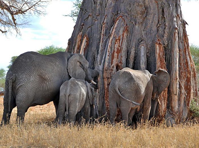 Tarangire National Park