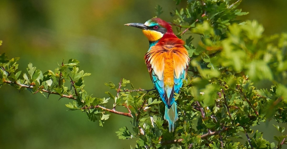 Mount Elgon National park