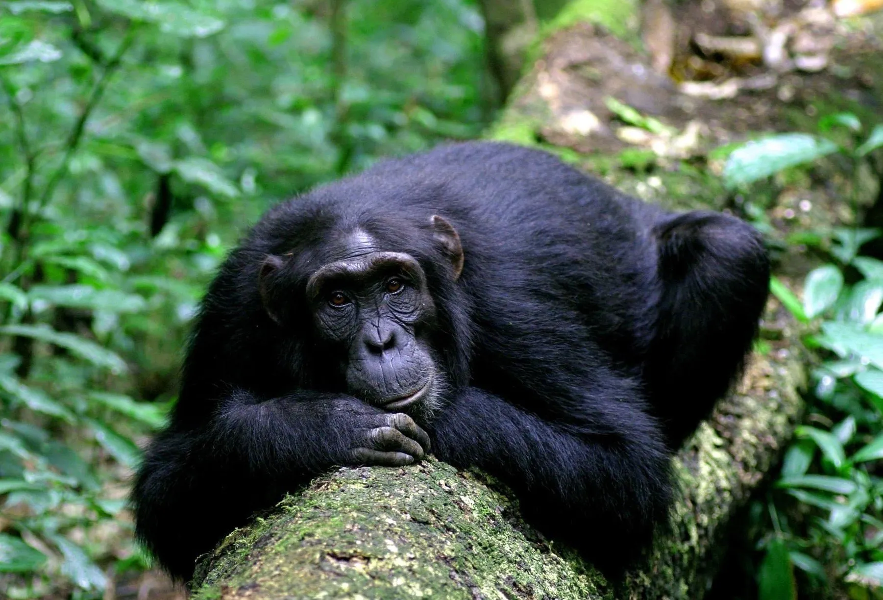 Chimpanzee Trekking in Kyambura Gorge