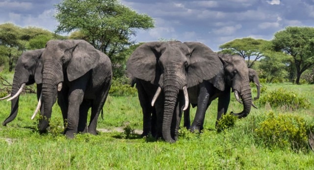 14 Days Rwanda and Tanzania Safari