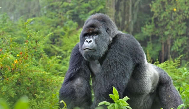 6 days Uganda gorillas and Murchison Falls flying safari