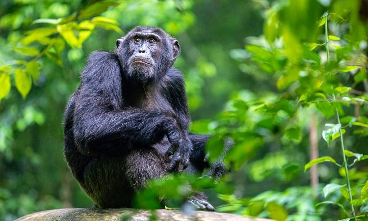 7 Days Uganda Gorilla Trekking Chimpanzee & Big 5 Safari