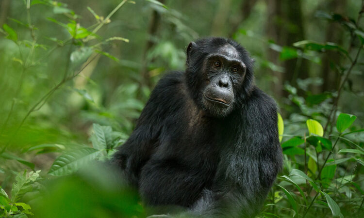 5 Days Bwindi Gorillas and Kibale Chimpanzee Safari