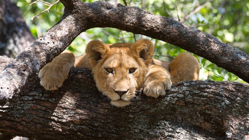 Lake Manyara National Park