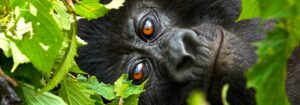 1 Day Rwanda Gorilla Tour