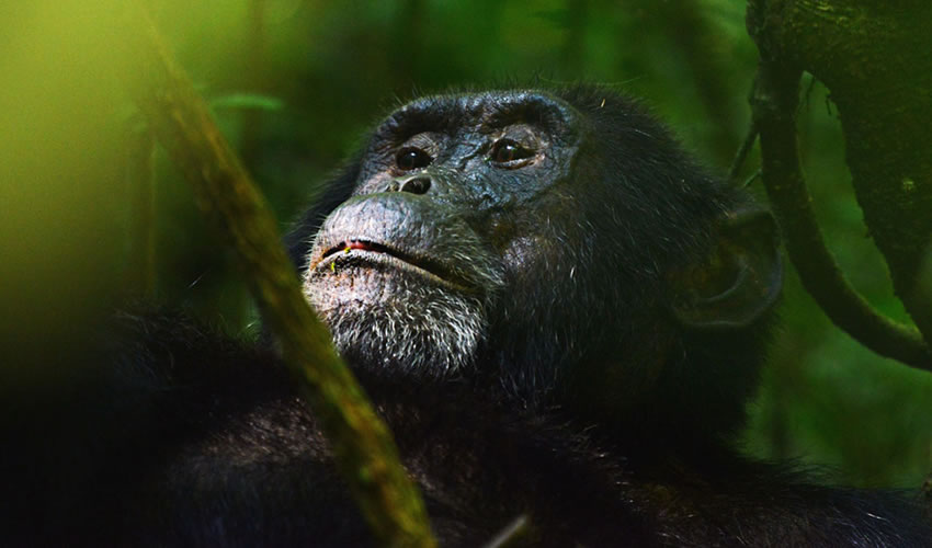 Best time to go chimpanzee trekking in Uganda and Rwanda