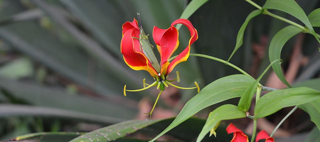 Kitulo National Park