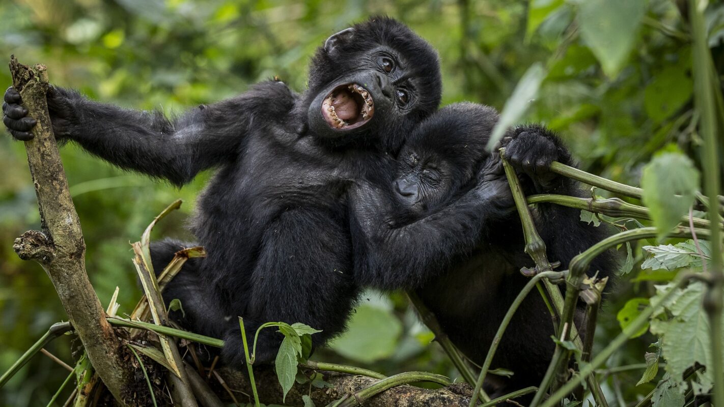 Gorilla trekking safaris in Uganda 2024–2025