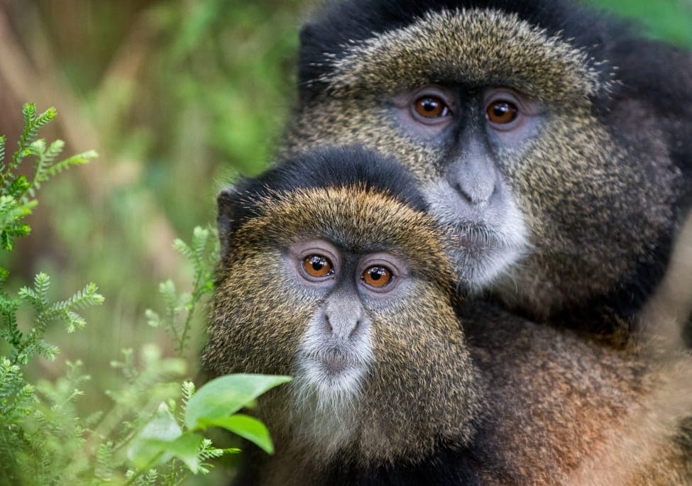 Golden monkey trekking in Uganda and Rwanda