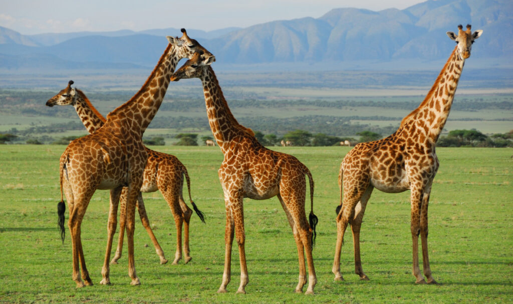 3 Day Tanzania Safari