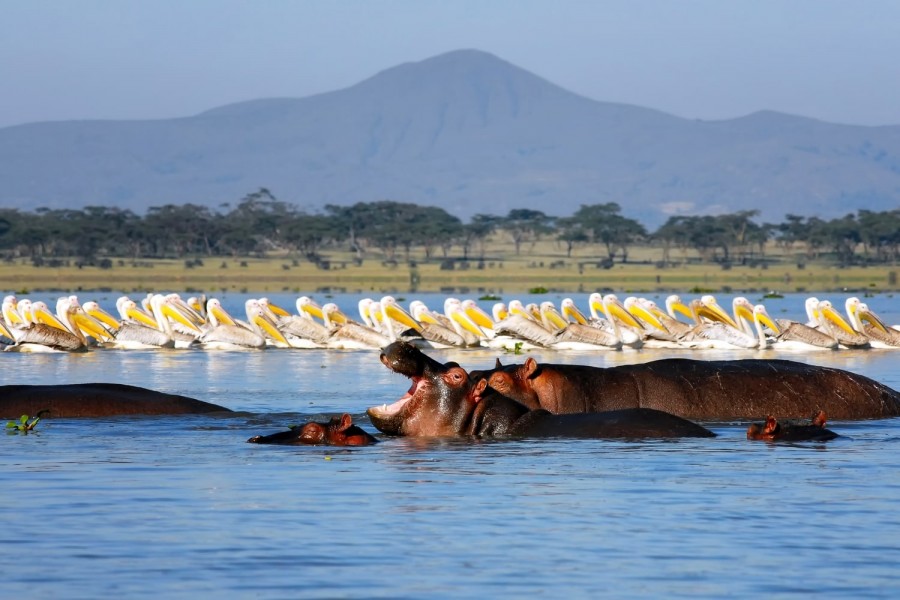 3 Days Lake Naivasha & Lake Nakuru Safari