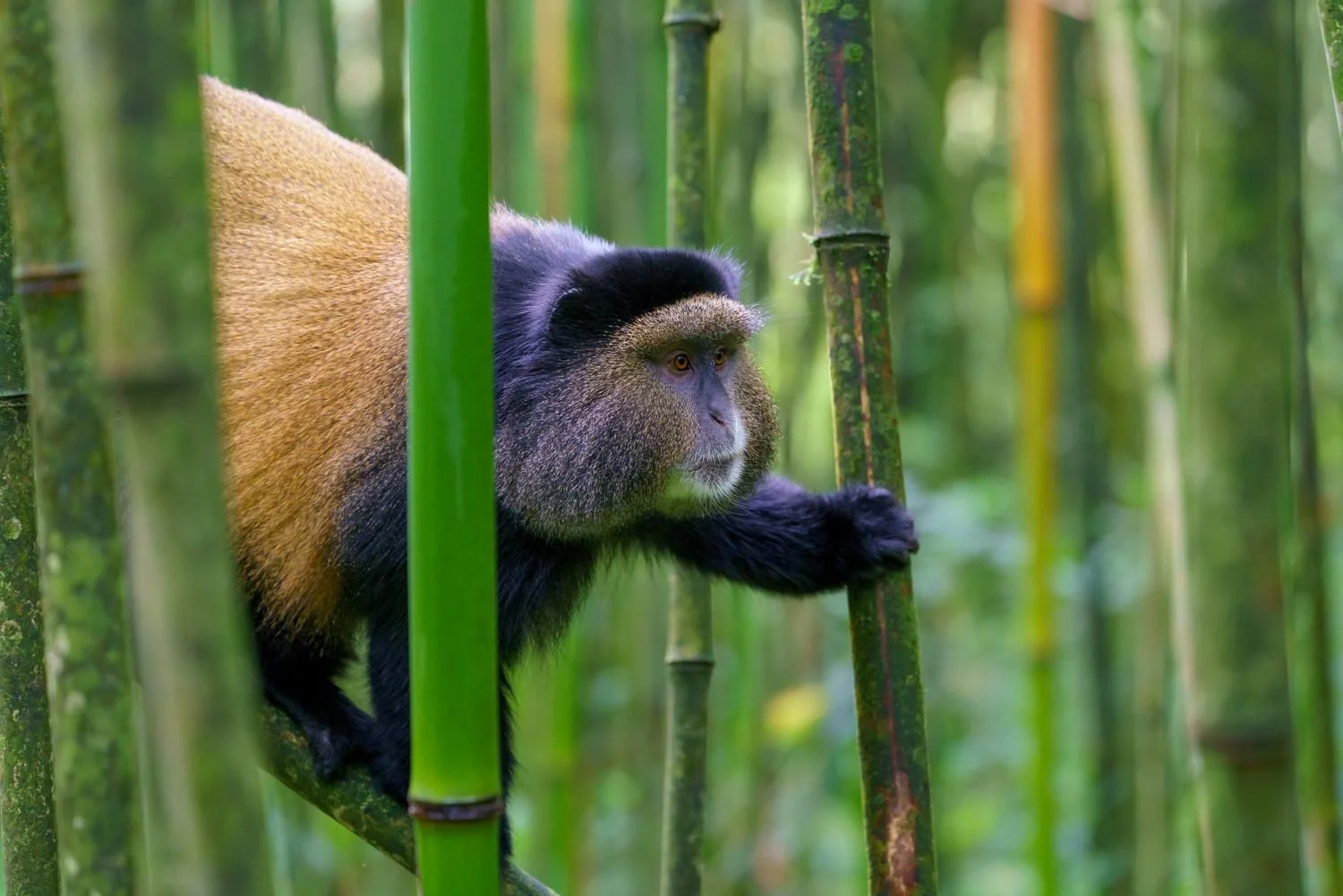 Golden monkey trekking in Uganda and Rwanda