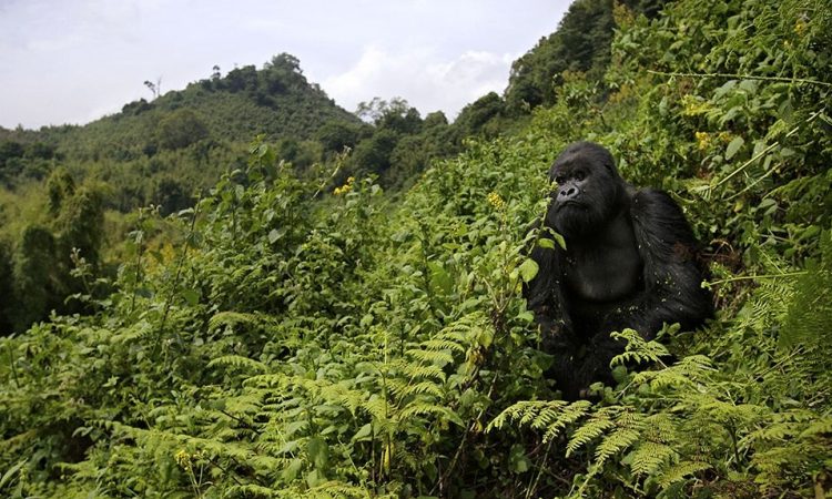 3 Days Rwanda Gorilla Trekking Safari